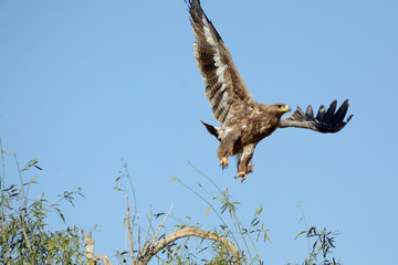 Steppe eagle in Action