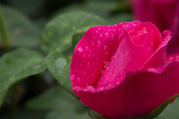 バラの花と雨のしずく
