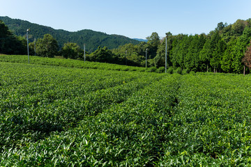 Fototapeta na wymiar Tea farm
