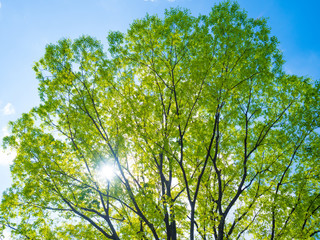 新緑のケヤキ
