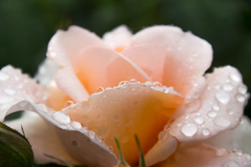 Fototapeta na wymiar バラの花と雨のしずく