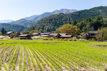 Fototapeta na wymiar Traditional Japanese Shirakawago village and rice field