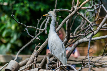 Aigrette pic-boeufs.