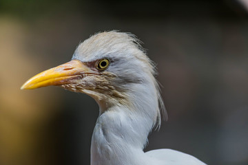 Aigrette pic-boeufs.