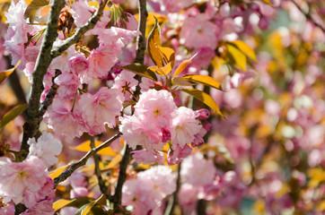 Sakura. Beautiful cherry blossom