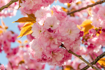 Sakura. Beautiful cherry blossom