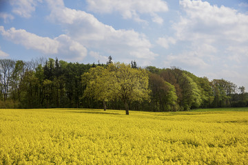 Obraz premium Rapsblüte Hüttener Berge