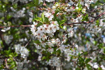 Flowers cherry white color