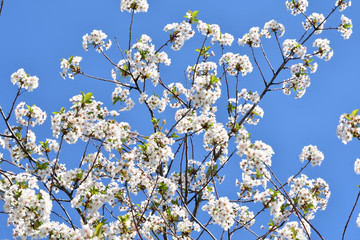 Flowers cherry white color