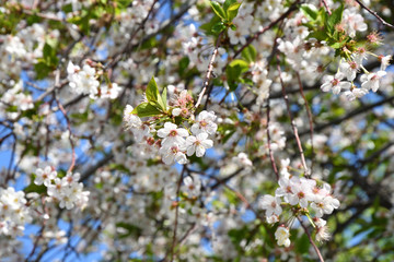 Flowers cherry white color