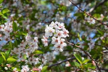 Flowers cherry white color