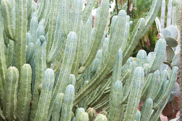 Kaktus in einem Park