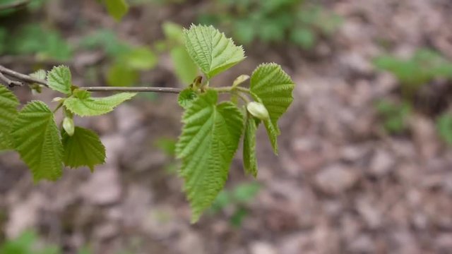 Brunch of of hazel tree in the forest macro.