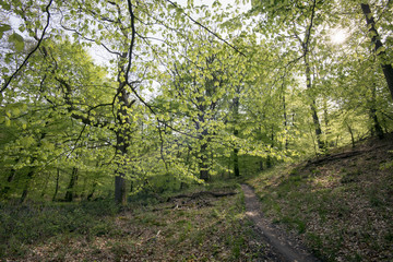 Fototapeta na wymiar Springtime in a Danish forest