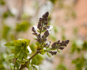 Flowering bush under the snow