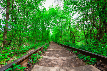 Obraz premium a railway in the spring forest tunnel of love