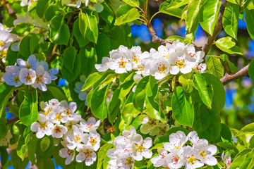 Flowers of fruit tree on a branch with blue sky background, sunny bright spring day