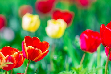 Red and yellow tulips on a flowerbed on a sunny spring day, nature background