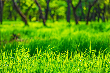 Juicy green grass and wildflowers on a spring sunny meadow, natural background, wallpaper
