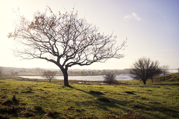 Solitary tree