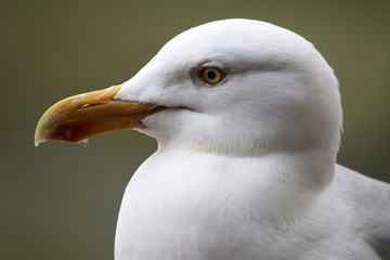 Möwen Portrait