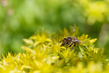Bee on yellow flower. Defocused nature yellow and green background.