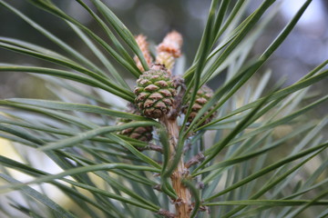 Obraz premium pine