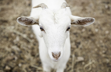 Little goat on a farm
