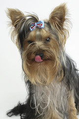 Naklejka premium YORKSHIRE TERRIER