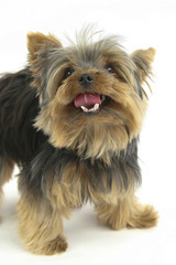 YORKSHIRE TERRIER.