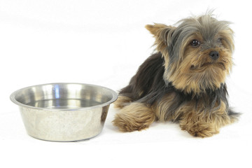 YORKSHIRE TERRIER.