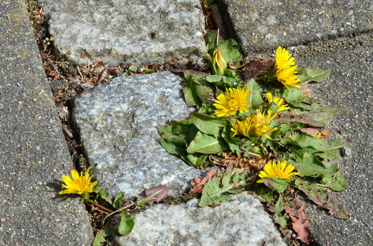 Dandelion grow in the spaces between flagstones and paving stones.