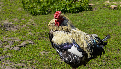 golden cock walks in the yard on a sunny day