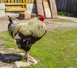 golden cock walks in the yard on a sunny day