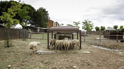Sheep eating
