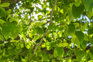 Fresh young green linden leaves bright sun light, close up shot.