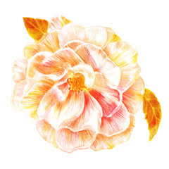 Vintage style watercolor drawing of tender white rose