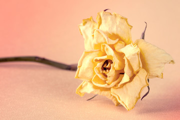 Faded rose,vintage color tone