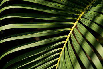 Obraz na płótnie Canvas Palm leaves texture with shadow