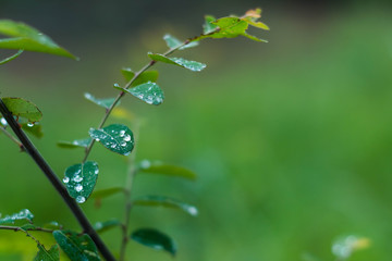 Water drops on the  leaves.