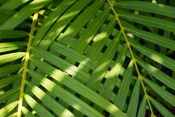 Palm leaves texture with shadow