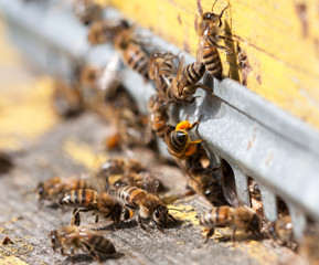 The bees at front hive entrance close-up