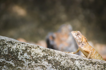 Portrait of  Lizard  from Thailand (Southeast Asia)