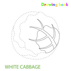 White cabbage coloring and drawing book vegetable design illustration 