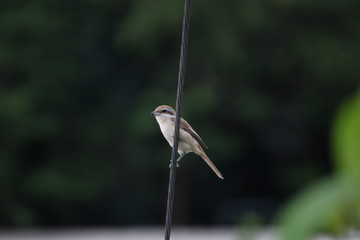  Brown shrike