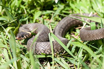 grass snake Natrix natrix in the grass