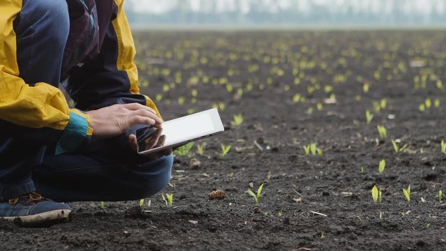 Young farmer checking progress of corn fields with digital tablet