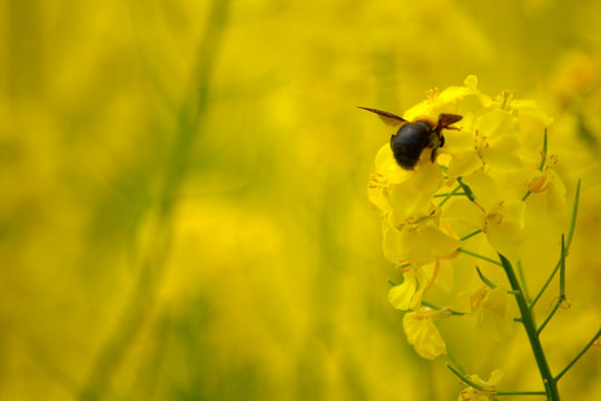 菜の花にとまる蜂