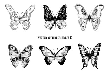 Vector retro hand drawn vector set of beautiful butterflies on a white background. Vintage illustration