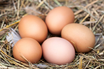 five chicken eggs lying in the nest of straw